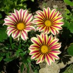 gazania en chambres d'hôtes